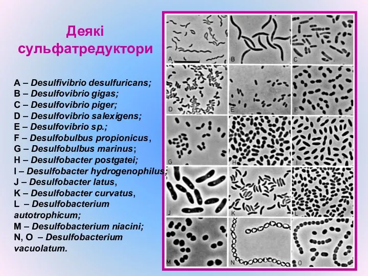 Деякі сульфатредуктори А – Desulfivibrio desulfuricans; B – Desulfovibrio gigas;