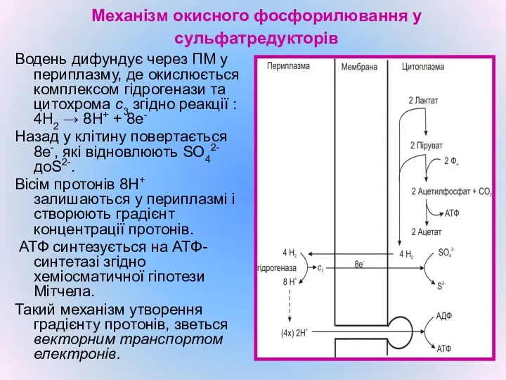 Механізм окисного фосфорилювання у сульфатредукторів Водень дифундує через ПМ у