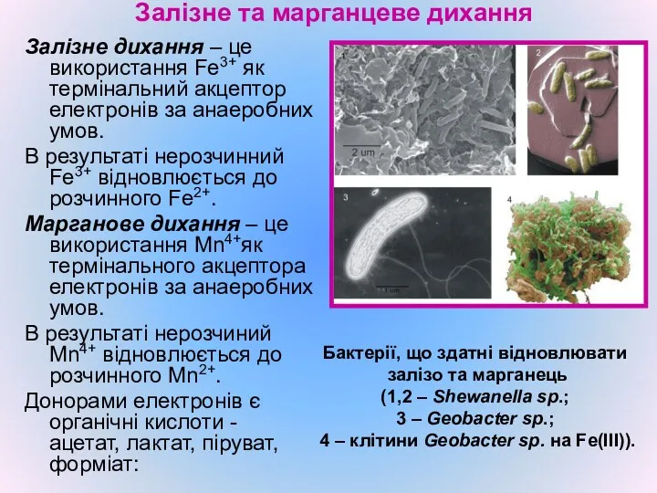 Залізне та марганцеве дихання Залізне дихання – це використання Fe3+