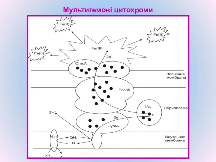 Мультигемові цитохроми