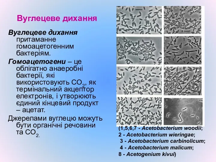 Вуглецеве дихання Вуглецеве дихання притаманне гомоацетогенним бактеріям. Гомоацетогени – це
