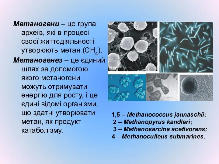 Метаногени – це група археїв, які в процесі своєї життєдіяльності