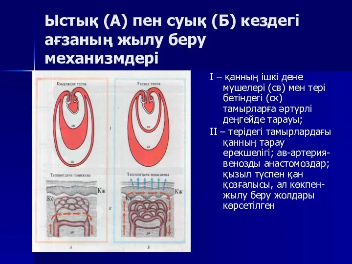 Ыстық (А) пен суық (Б) кездегі ағзаның жылу беру механизмдері