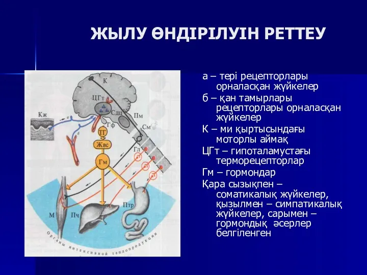 ЖЫЛУ ӨНДІРІЛУІН РЕТТЕУ а – тері рецепторлары орналасқан жүйкелер б