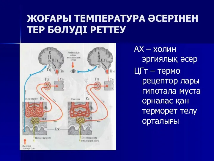 ЖОҒАРЫ ТЕМПЕРАТУРА ӘСЕРІНЕН ТЕР БӨЛУДІ РЕТТЕУ АХ – холин эргиялық