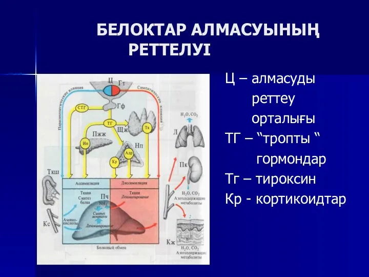 БЕЛОКТАР АЛМАСУЫНЫҢ РЕТТЕЛУІ Ц – алмасуды реттеу орталығы ТГ –