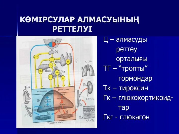 КӨМІРСУЛАР АЛМАСУЫНЫҢ РЕТТЕЛУІ Ц – алмасуды реттеу орталығы ТГ –