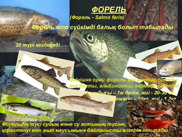 ФОРЕЛЬ (Форель - Salmo fario) Ұзындығы – 1м дейін, жиі - 20-30 см,