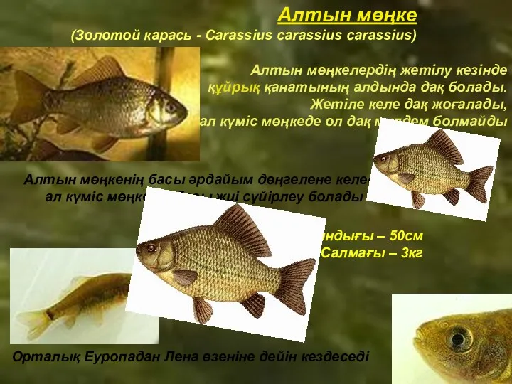 Алтын мөңке (Золотой карась - Carassius carassius carassius) Ұзындығы – 50см Салмағы –