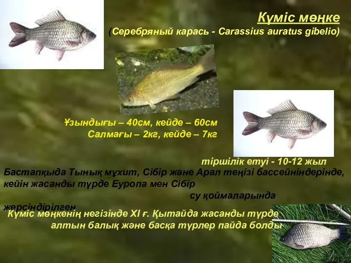 Күміс мөңке (Серебряный карась - Carassius auratus gibelio) Ұзындығы –