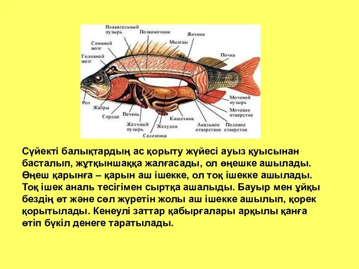 Сүйекті балықтардың ас қорыту жүйесі ауыз қуысынан басталып, жұтқыншаққа жалғасады, ол өңешке ашылады.