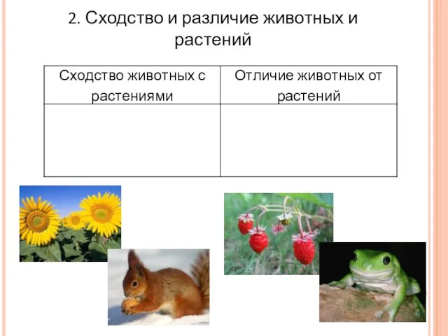 2. Сходство и различие животных и растений