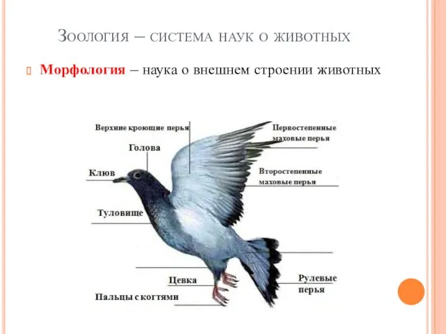 Зоология – система наук о животных Морфология – наука о внешнем строении животных