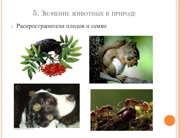 5. Значение животных в природе Распространители плодов и семян