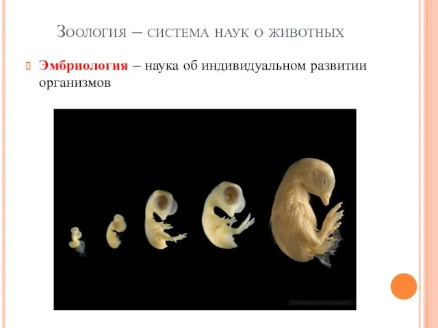 Зоология – система наук о животных Эмбриология – наука об индивидуальном развитии организмов