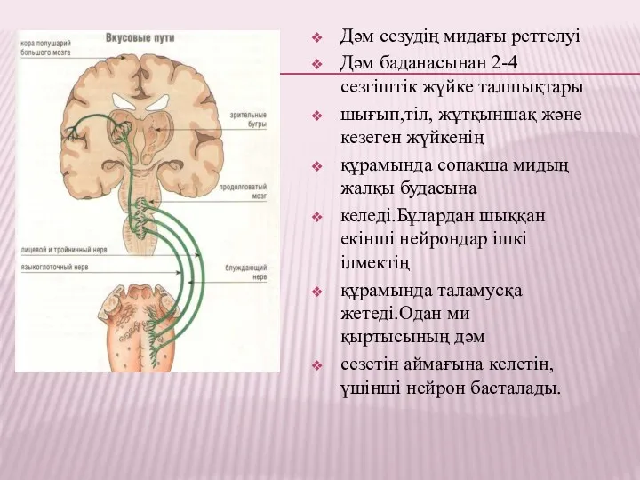 Дәм сезудің мидағы реттелуі Дәм баданасынан 2-4 сезгіштік жүйке талшықтары шығып,тіл, жұтқыншақ және