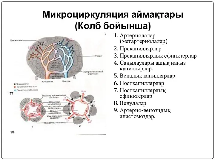 Микроциркуляция аймақтары (Колб бойынша) 1. Артериолалар (метартериолалар) 2. Прекапиллярлар 3.