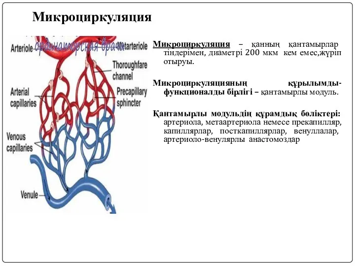 Микроциркуляция Микроциркуляция – қанның қантамырлар тіндерімен, диаметрі 200 мкм кем