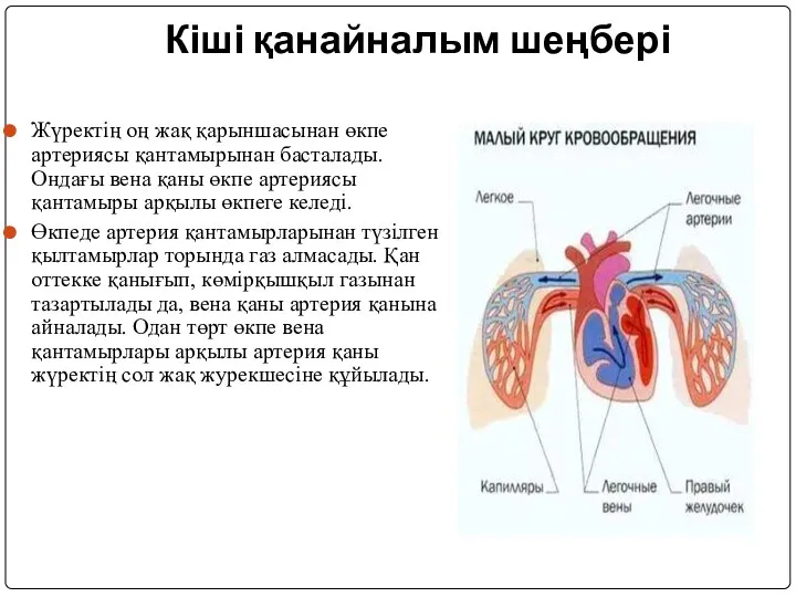 Кіші қанайналым шеңбері Жүректің оң жақ қарыншасынан өкпе артериясы қантамырынан