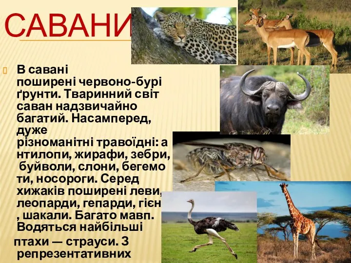 САВАНИ В савані поширені червоно-бурі ґрунти. Тваринний світ саван надзвичайно