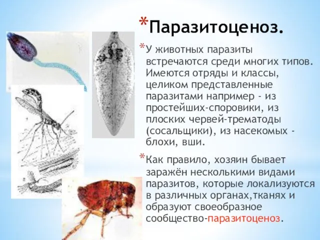 Паразитоценоз. У животных паразиты встречаются среди многих типов. Имеются отряды