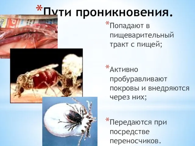 Пути проникновения. Попадают в пищеварительный тракт с пищей; Активно пробуравливают