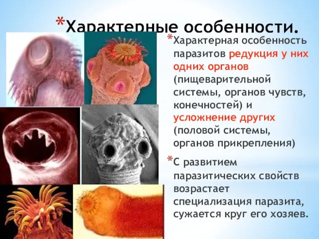 Характерные особенности. Характерная особенность паразитов редукция у них одних органов(пищеварительной