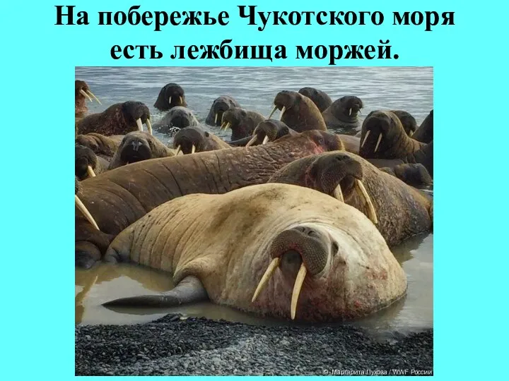 На побережье Чукотского моря есть лежбища моржей.