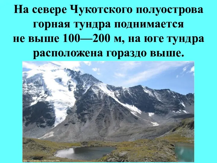 На севере Чукотского полуострова горная тундра поднимается не выше 100—200