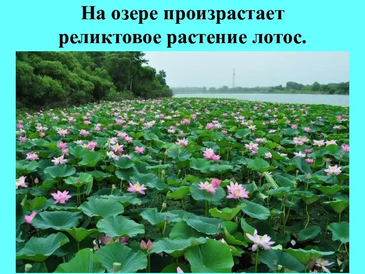 На озере произрастает реликтовое растение лотос.