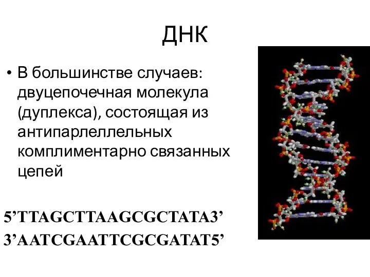 ДНК В большинстве случаев: двуцепочечная молекула (дуплекса), состоящая из антипарлеллельных комплиментарно связанных цепей 5’TTAGCTTAAGCGCTATA3’ 3’AATCGAATTCGCGATAT5’