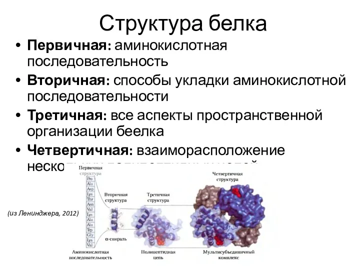 Структура белка Первичная: аминокислотная последовательность Вторичная: способы укладки аминокислотной последовательности Третичная: все аспекты