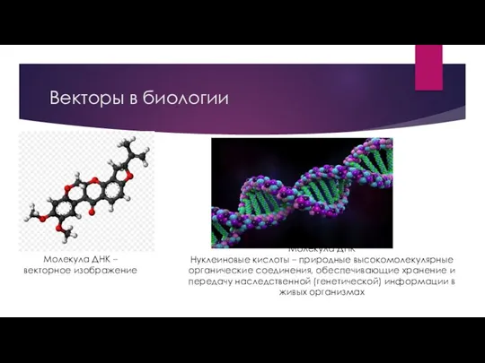 Векторы в биологии Молекула ДНК – векторное изображение Молекула ДНК