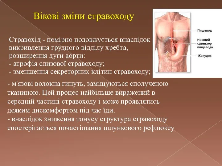 Вікові зміни стравоходу Стравохід - помірно подовжується внаслідок викривлення грудного