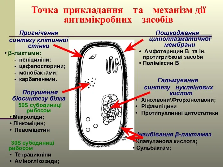 Точка прикладання та механізм дії антимікробних засобів Пригнічення синтезу клітинної