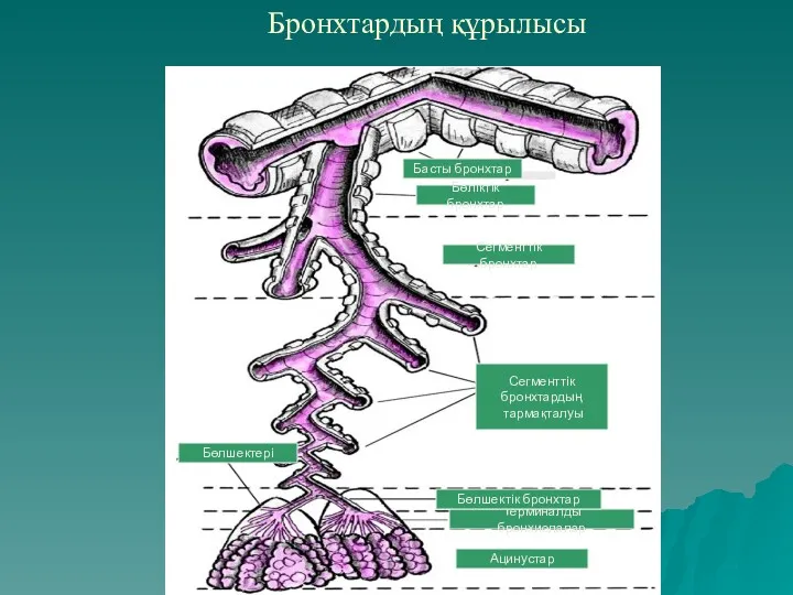 Бронхтардың құрылысы Бөліктік бронхтар Сегменттік бронхтар Сегменттік бронхтардың тармақталуы Терминалды бронхиолалар Ацинустар Бөлшектік