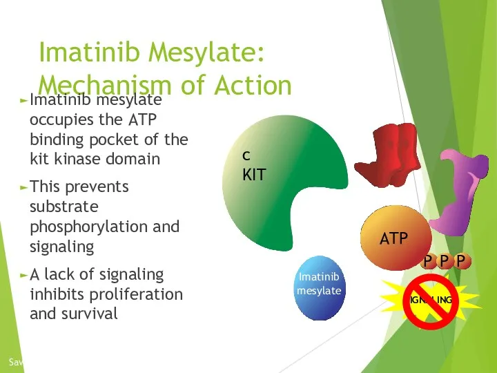 Imatinib Mesylate: Mechanism of Action Imatinib mesylate occupies the ATP