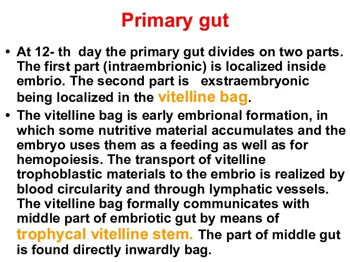 Primary gut At 12- th day the primary gut divides