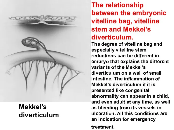 The relationship between the embryonic vitelline bag, vitelline stem and