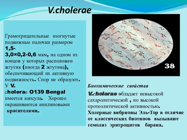 V.cholerae Грамотрицательные изогнутые подвижные палочки размером 1,5- 3,0×0,2-0,6 мкм, на