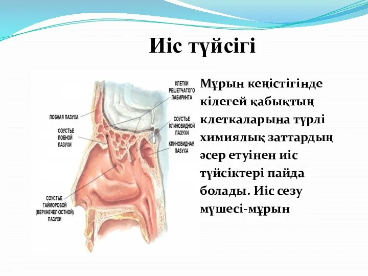 Иіс түйсігі Мұрын кеңістігінде кілегей қабықтың клеткаларына түрлі химиялық заттардың