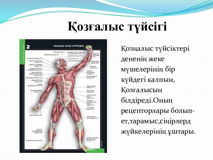 Қозғалыс түйсігі Қозңалыс түйсіктері дененің жеке мүшелерінің бір күйдегі қалпын,