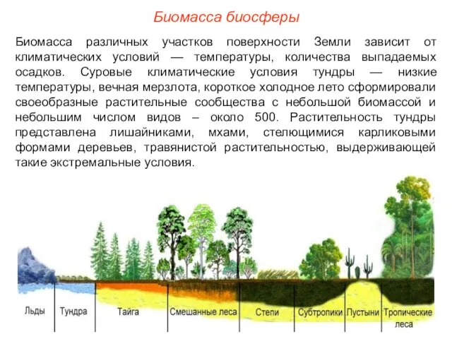 Биомасса биосферы Биомасса различных участков поверхности Земли зависит от климатических