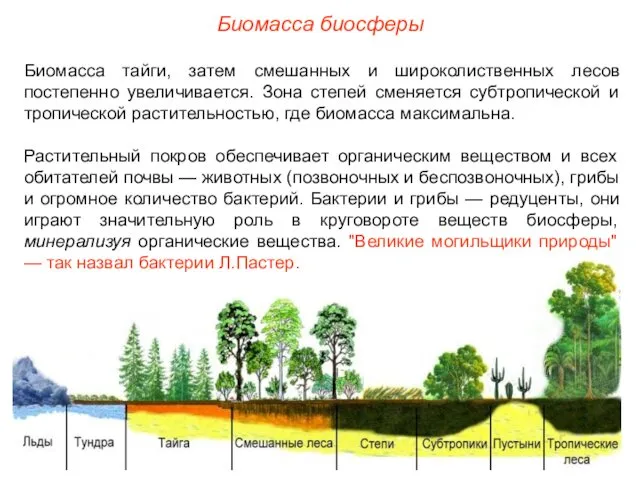 Биомасса биосферы Биомасса тайги, затем смешанных и широколиственных лесов постепенно