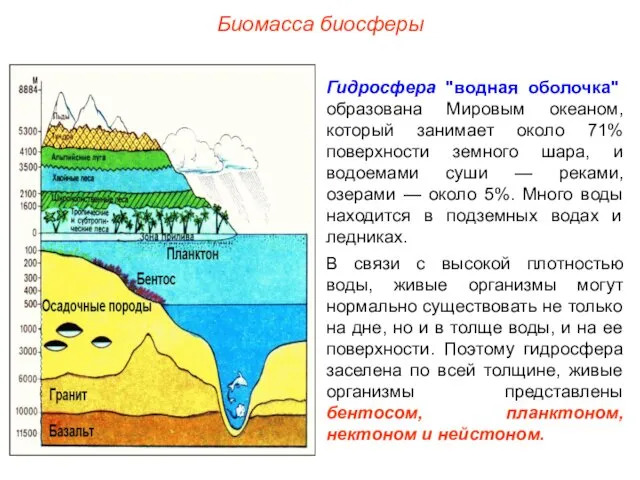 Биомасса биосферы Гидросфера "водная оболочка" образована Мировым океаном, который занимает