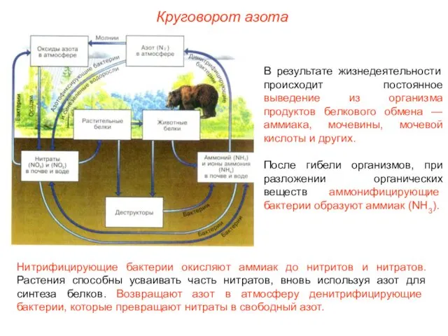 В результате жизнедеятельности происходит постоянное выведение из организма продуктов белкового