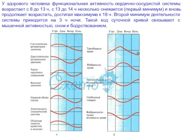 У здорового человека функциональная активность сердечно-сосудистой системы возрастает с 8