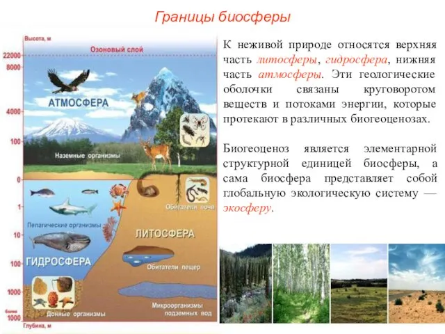 Границы биосферы К неживой природе относятся верхняя часть литосферы, гидросфера,