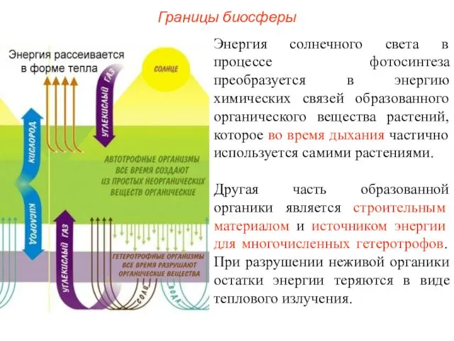 Границы биосферы Энергия солнечного света в процессе фотосинтеза преобразуется в