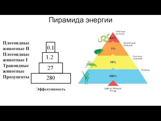 Пирамида энергии Плотоядные животные II Плотоядные животные I Травоядные животные Продуценты Эффективность